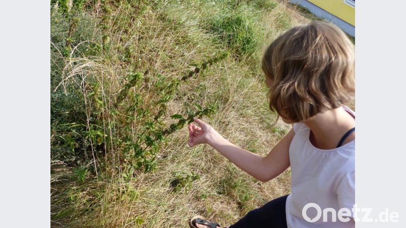 DIe Kinder lernen beim Ferienprogramm Kräuter und ihre Wirkung kennen, Bild: ils