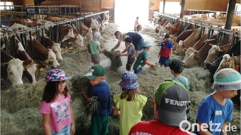 Die Kinder durften die Kühe füttern und Kälbchen bewundern. Bild: exb