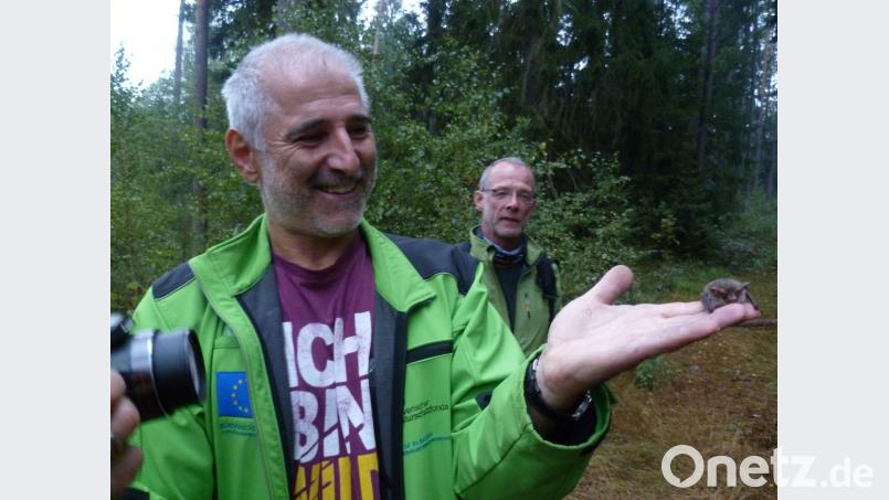 Den einzigen in einem Vogelnistkasten erreichbaren Fledermausfund macht Rudolf Leitl im Schnaittenbacher Staatsforst. Auf seiner Hand sieht man, wie klein das Tierchen ist. Bild: usc