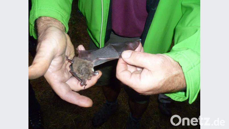 Eine Fledermaus, die noch in der Starre ist, kann Leitl den Naturfreunden ganz ausführlich und aus der Nähe zeigen. Bild: usc