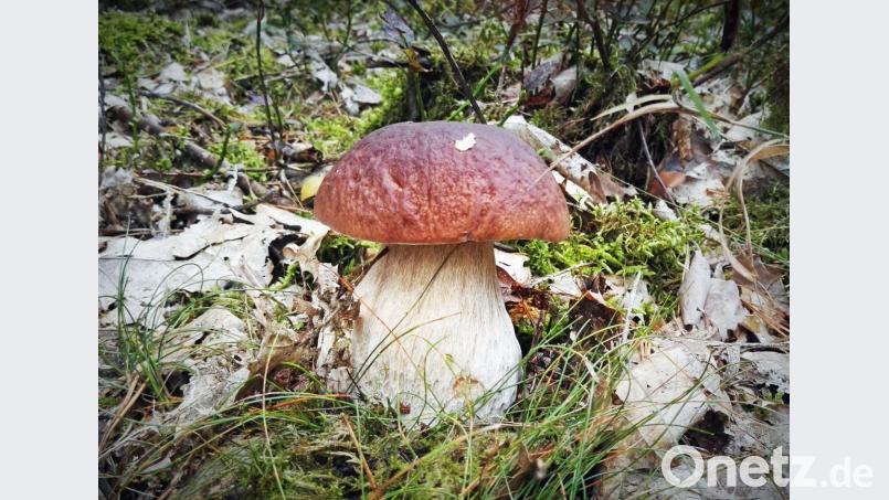 Der Steinpilz wurde gefunden zwischen Kettnitzmühle und Neudorf. Bild: twi
