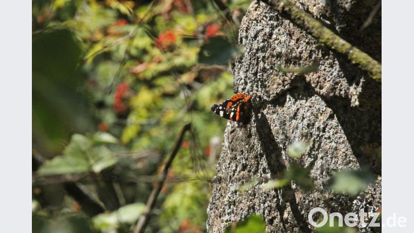 Admiral auf einem Granitfelsen. Bild: mp