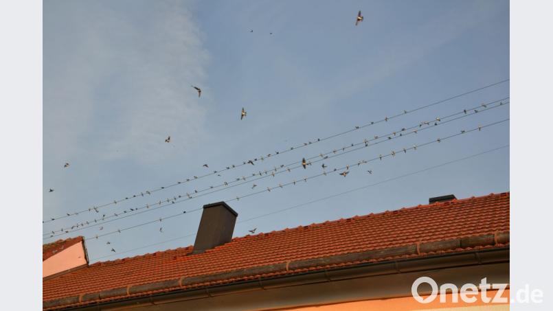 Die Schwalben starten wilde Flugmanöver, bevor sie sich hübsch nebeneinander ausruhen. Die Vögel machen sich bereit zum Abflug nach Süden. Bild: ck