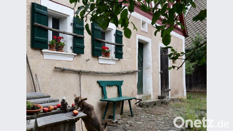 Die perfekte Idylle, inklusive Ziege - der Goglhof in Eberharsbühl (Landkreis Amberg-Sulzbach) Bild: Petra Hartl