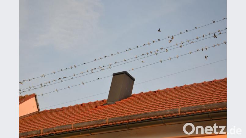 Die Schwalben machen sich bereit für die Reise in den Süden. Bild: ck