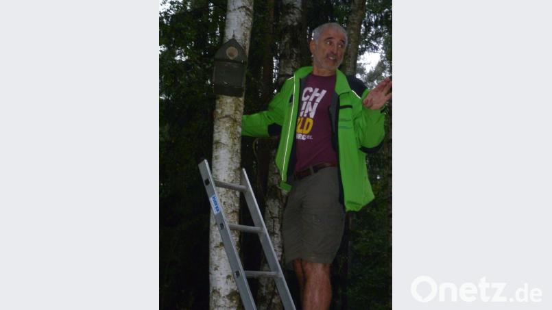 Bildtext

Im Schnaittenbach Forst hängen zahlreiche Kästen. Die wenigsten davon waren von Höhlenbrütern belegt, wie die Nachschau von Gebietsbetreuer und Fledermausexperte Rudolf Leitl ergab. Hier schreckte Leitl einen bereits schlafenden Kleiber auf, der schimpfend in der Dämmerung das Weite suchte. Bild: usc