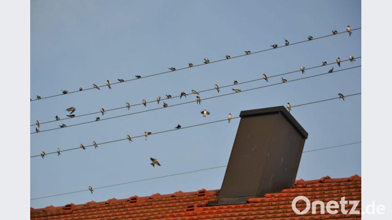 Kurz nochmal ausruhen, bevor es dann gemeinsam auf die Reise gen Süden geht. Die Schwalben sammeln sich. Bild: ck