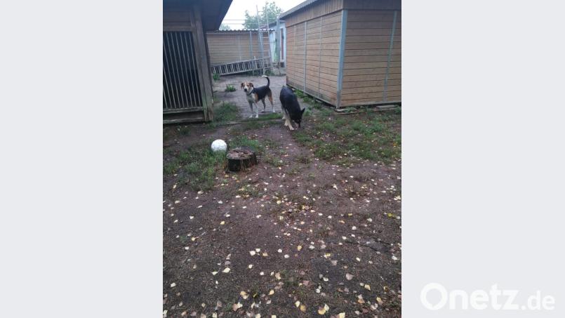 Füli (rechts) und Paul im Tierheim. Mit diesem Bild will Mariele Junak zeigen, wie Füli derzeit untergebracht ist. Das 300 Quadratmeter große Außengelände biete viel Auslauf. Bild: Mariele Junak