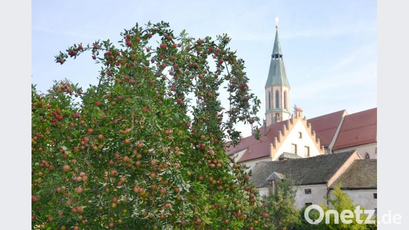 Rotbackig und süß locken Äpfel in einem Garten in Pleystein. Im Hintergrund grüßt die Stadtpfarrkirche St. Sigismund. Bild: ck