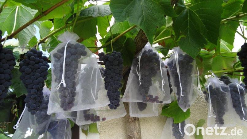 Luftige Säckchen schützen die dunklen Trauben vor gefräßigen Wespen. Bild: hka