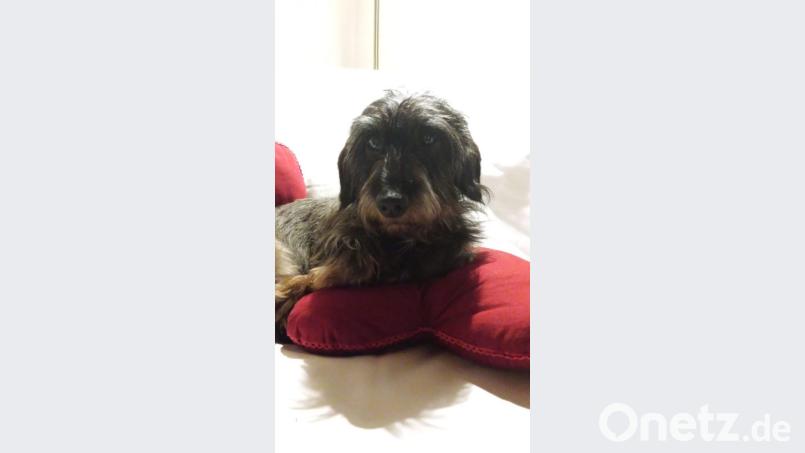 Ob dieser Dackel auf Nordbairisch bellen kann, ist nicht erwiesen, denn er stammt aus Niederbayern. Bild: slu