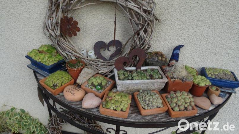 Dem Hauswurz-Sortiment gilt die Liebe von Helga Wiesmet. Bild: hka