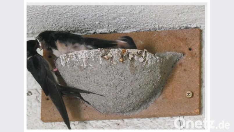 In Karl Berrs Garten gibt es Schwalbennachwuchs. Aber wie das Spirchwort sagt: "An Mariä Geburt fliegen die Schwalben furt." Bild: exb