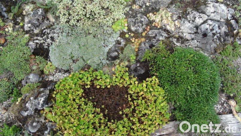 Polsterpflanzen und Hauswurzen fühlen sich zwischen Felsen und Steinen wohl. Bild: hka