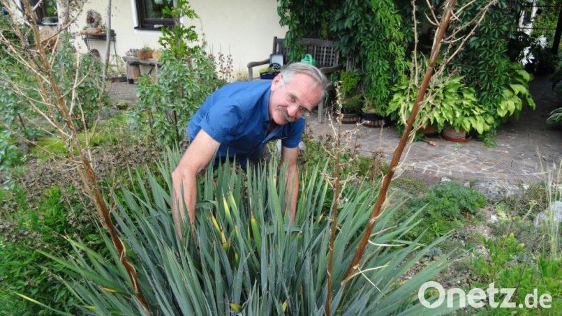 Nicht ungefährlich sind die spitzen Blätter der Yucca-Palme, deren Fruchtstände Arthur Wiesmet hier entfernt. Bild: hka