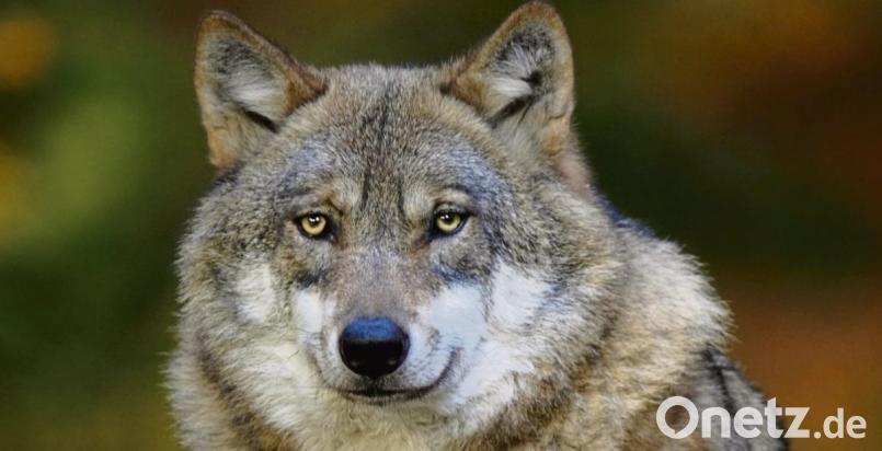 Symbolbild. Bild: Marcus Bosch/dpa