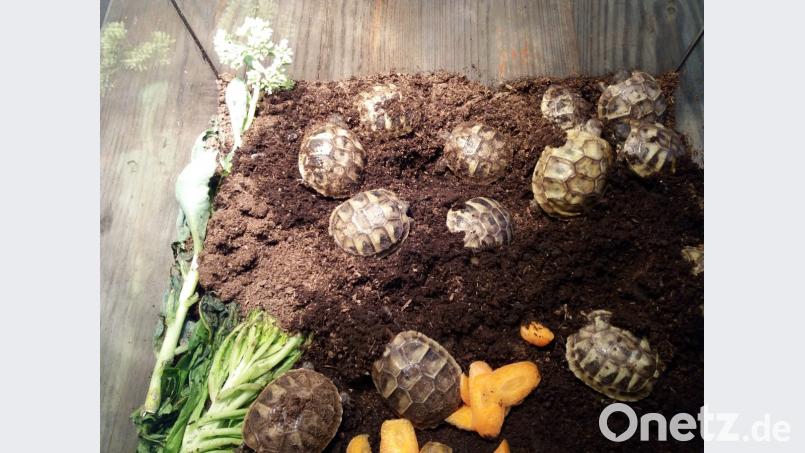 20 junge Schildkröten sind erst kürzlich geschlüpft. Bild: lym