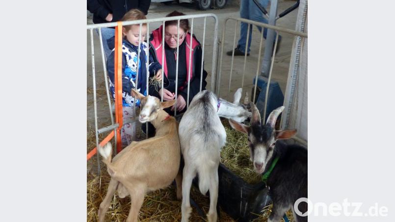 Die Zicklein waren den Streicheleinheiten nicht abgeneigt. Bild: lgc