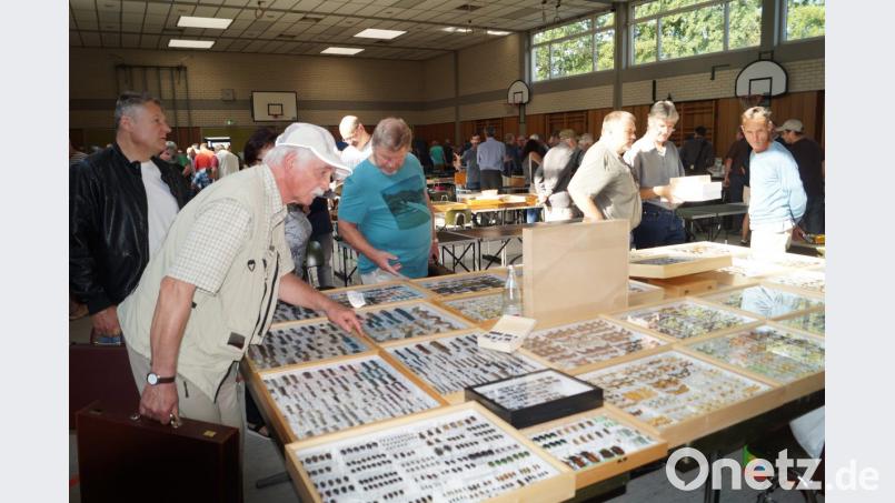 Auf großes Interesse stößt die reich bestückte Insektenbörse in der Schirmitzer Mehrzweckhalle. Rund 500 Besucher sind vor allem von den farbenprächtigen Schmetterlingen aus aller Welt begeistert. Aber auch Raupen, Vogelspinnen, Skorpione und große Käfer sind zu bewundern. Bild: du