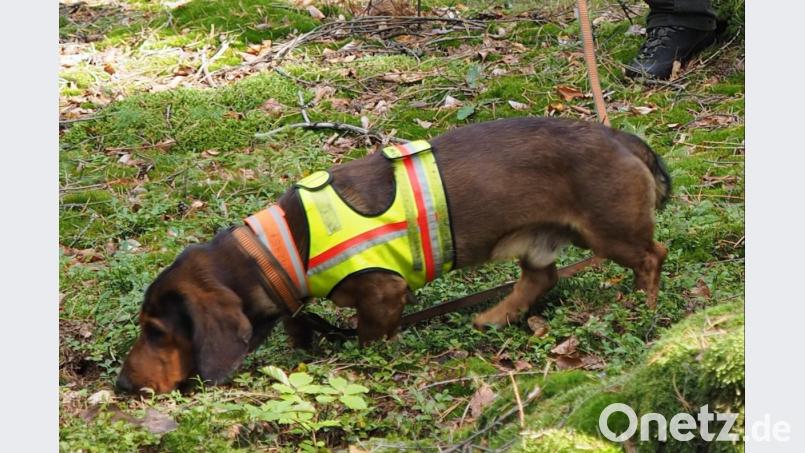 Auf eigens vorbereiteten Blut- und Schweißspuren von Wildtieren müssen die alpenländischen Dachsbracken ihr Können unter Beweis stellen. Bild: fjo