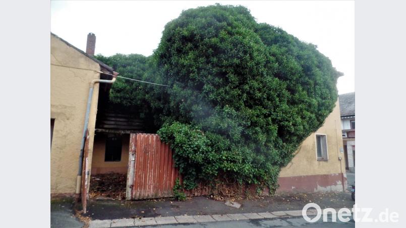 Das Beeindruckendste am Geburtshaus des Komponisten und Musiklehrers Anton Beer-Walbrunn ist heute wohl die üppig wuchernde Efeupflanze. Nicht nur Teile der Hauswand und des Daches bedeckt sie, auch in den Zimmern finden sich ihre Spuren. Bild: jml