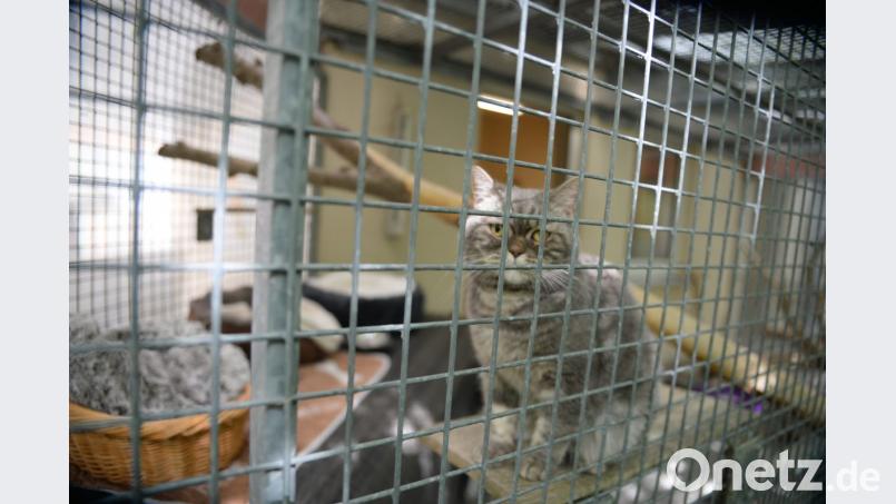 Katzenblicke Bild: brü