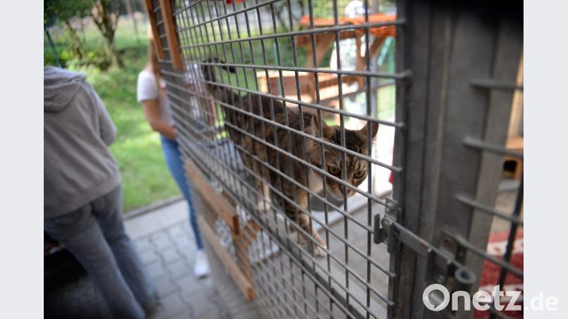 Auf leisen Pfoten die Gäste begutachtend. Bild: brü