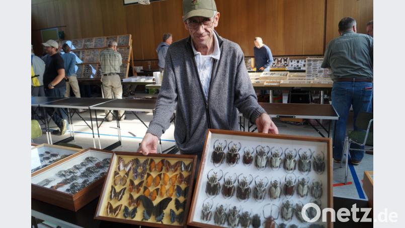 Stolz präsentiert der begeisterte Entomologe Maximilian Simon aus Gleissenberg bei Furth im Wald aus seinem reichhaltigen Sortiment farbenprächtige Falter und Riesenkäfer aus Afrika und Asien. Bild: du