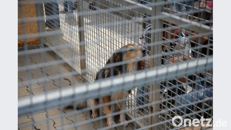 Ob er einen neuen Freund gefunden hat? Bild: brü