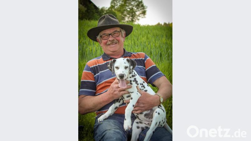 Nationale Bedeutung hat am Sonntag die Dalmatiner-Spezial-Ausstellung des Dalmatiner-Vereins Deutschland. Aus dem gesamten Bundesgebiet bewerben sich Züchter mit ihren getupften Schätzen um Schönheitsauszeichnungen und Zuchtzulassungen. Mit dabei sind auch die edlen Jungtiere aus dem Dalmatiner-Gestüt „Vom Klosterblick“ von Josef Kaufmann. Bild: do