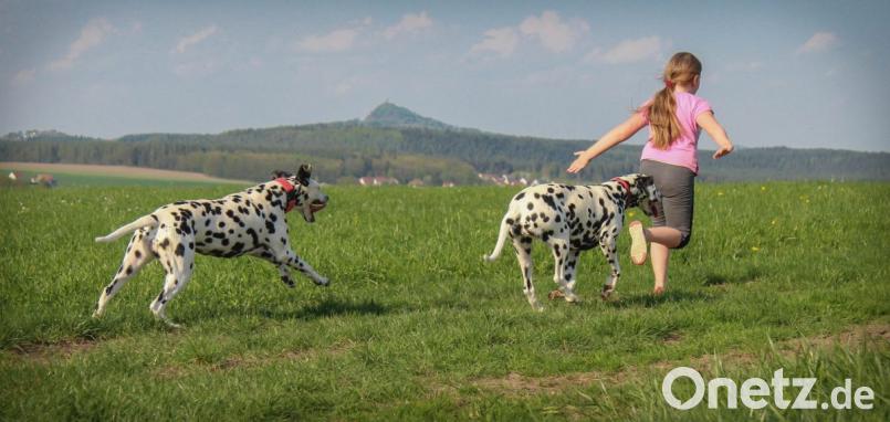 Nationale Bedeutung hat am Sonntag die Dalmatiner-Spezial-Ausstellung des Dalmatiner-Vereins Deutschland. Aus dem gesamten Bundesgebiet bewerben sich Züchter mit ihren getupften Schätzen um Schönheitsauszeichnungen und Zuchtzulassungen. Mit dabei sind auch die edlen Jungtiere aus dem Dalmatiner-Gestüt „Vom Klosterblick“ von Josef Kaufmann. Bild: do