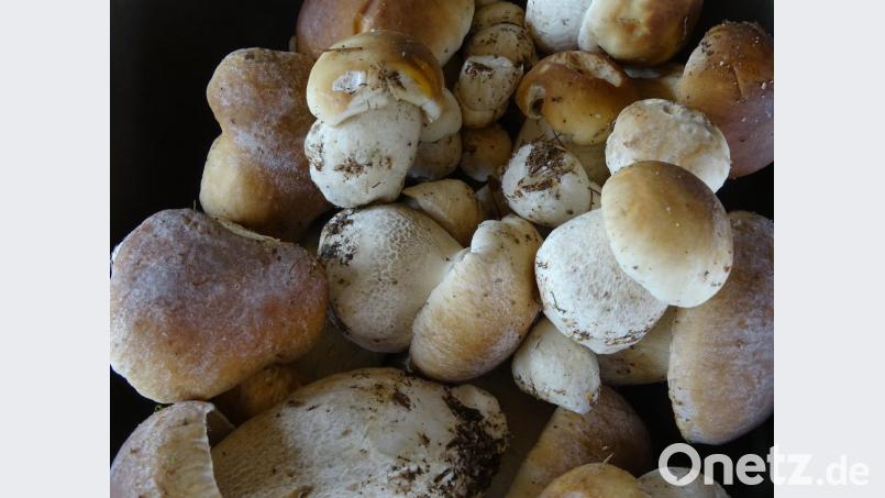 Nach den Regenfällen der vergangenen Tage wachsen die Steinpilze. Bild: hou