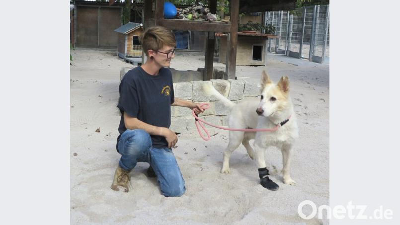 Tierpflegerin Sophie Peters mit „Nesko“: Dem weißen Hund geht es dank der Pflege im Tierheim wieder gut – ebenso wie Labrador-Mix „Nora“. Er war gerade Gassi unterwegs. Bild: Hirsch