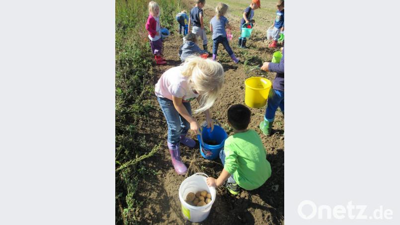Die Kinder des Kinderhauses St. Marien betätigten sich als fleißige Erntehelfer Bild: den