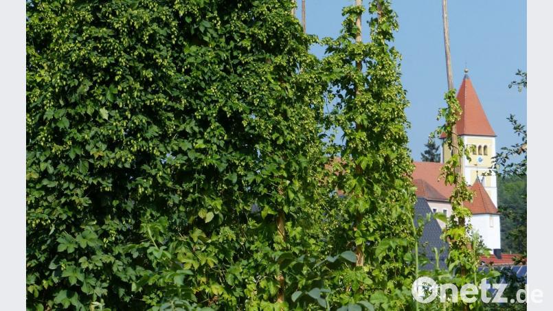 Trotz des heißen und trockenen Sommers, waren die Verantwortlichen des Gartenbauvereins Illschwang mit der Hopfenernte sehr zufrieden Bild: no