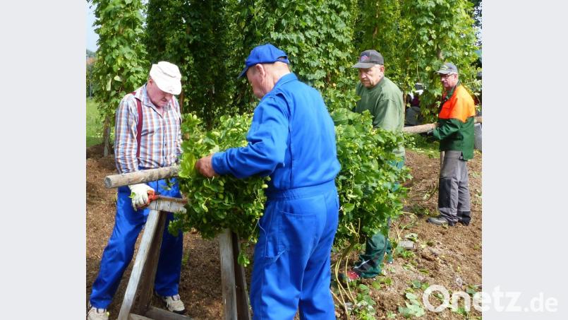Eine wichtige Aufgabe der Männer war es, den Stangen umzulegen und den Hopfen zu den Helfern zu bringen Bild: no
