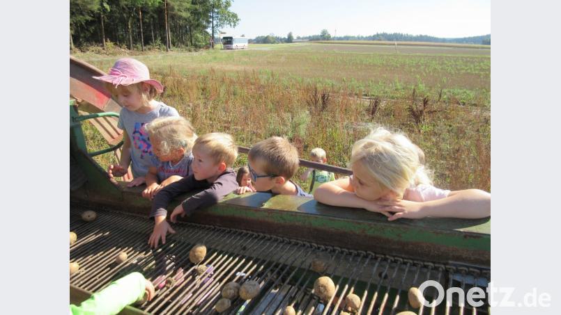 Die Kinder des Kinderhauses St. Marien betätigten sich als fleißige Erntehelfer Bild: den