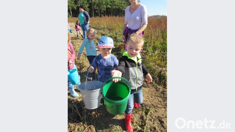 Die Kinder des Kinderhauses St. Marien betätigten sich als fleißige Erntehelfer Bild: den