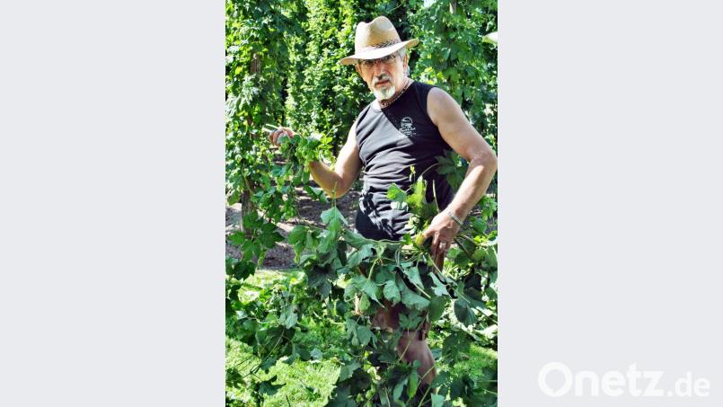 Der 1.Vorstand Lorenz Geitner zeigte sich auch beim Hopfenzupfen als die treibende Kraft des Gartenbauvereins Bild: no