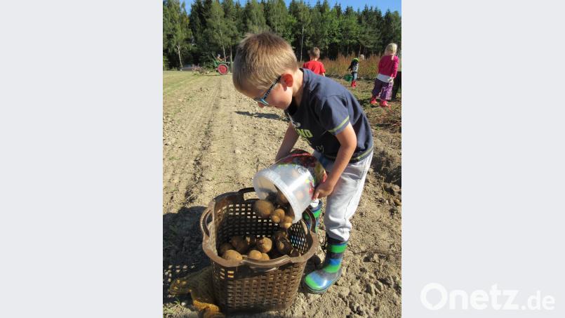 Die Kinder des Kinderhauses St. Marien betätigten sich als fleißige Erntehelfer Bild: den