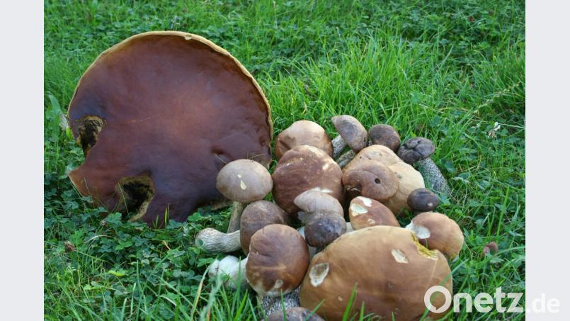 Die Schwammerl-Saison hat begonnen. Bild: gpa