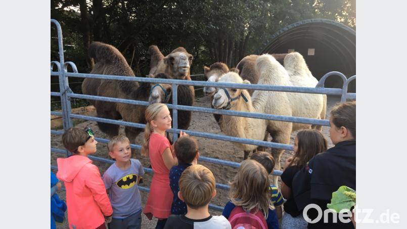 Die Kinder bestaunen die Kamele in Eberhardsbühl und gehen dann weiter an den Genfer See, der gar nicht weit entfernt liegt. Bild: exb