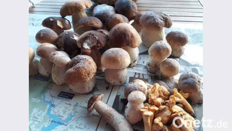 So ein Kilo ist schnell zusammen, wenn der geübte Sammler sich auf den Weg macht. Doch Waldgänger aus dem Landkreis Neustadt haben nichts zu befürchten, wenn sie mal mehr Pilze aus dem Wald mitnehmen. Bayern gibt kein explizites Höchstmaß an, anders als Baden-Württemberg. Bild: ms