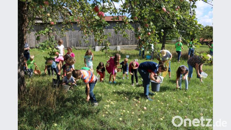 Viele Kinderhände sammeln auf der Streuobstwiese eimerweise Äpfel ein. Bild: gru