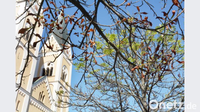 Rot-grüne Koalition auf der Allee: Während ein Teil der Blätter abstirbt, blühen andere auf. Bild: Gabi Schönberger