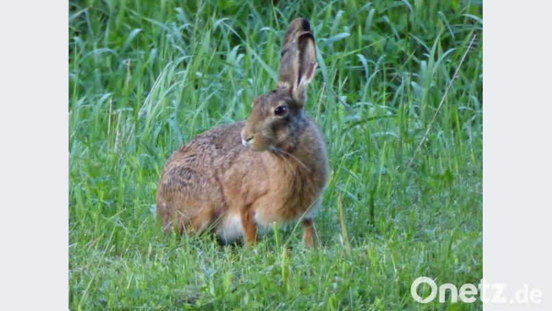 Wenn ein Hase Gefahr wittert, spitzt er die Löffel (Ohren), und dreht sie in alle Richtungen, um Gefahren besser wahrzunehmen. Bild: Archivbild: Thomas Dobler