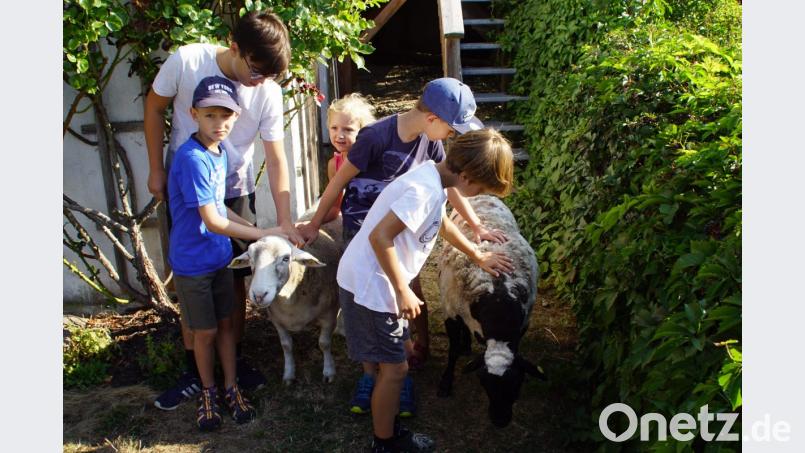 Selbstverständlich bekommen auch Wilma und Klara, die beiden Schafe, ihre Streicheleinheiten. Bild: mmj