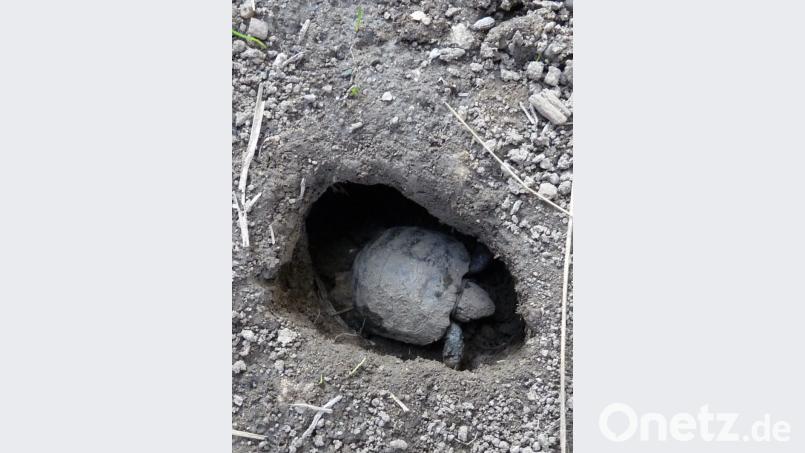 Mühsam arbeitet sich ein Jungtier aus der Bruthöhle ans Tageslicht. Bild: rlö