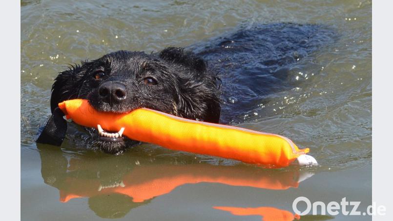 Saisonfinale im Schätzlerbad: Jetzt sind die Hunde dran. Bild: Kunz
