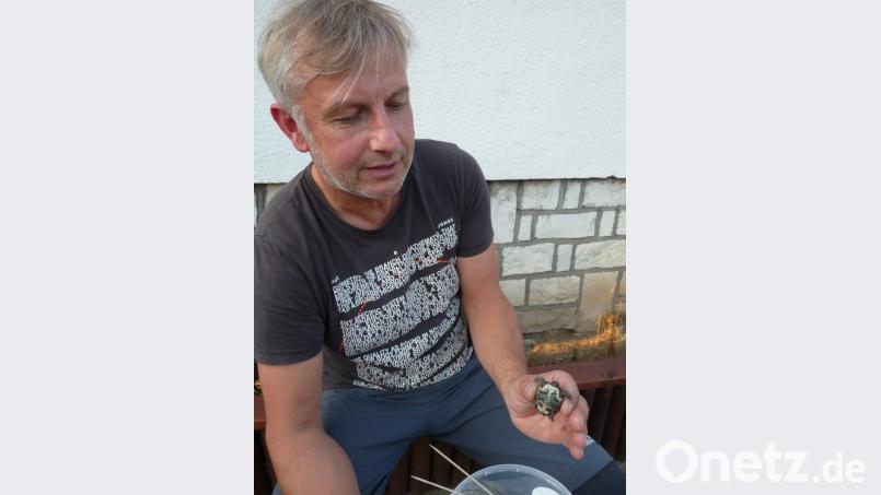 Bernhard Engelhardt zeigt das als erstes der sieben Schildkrötenbabies geschlüpfte Exemplar. Bild: rlö